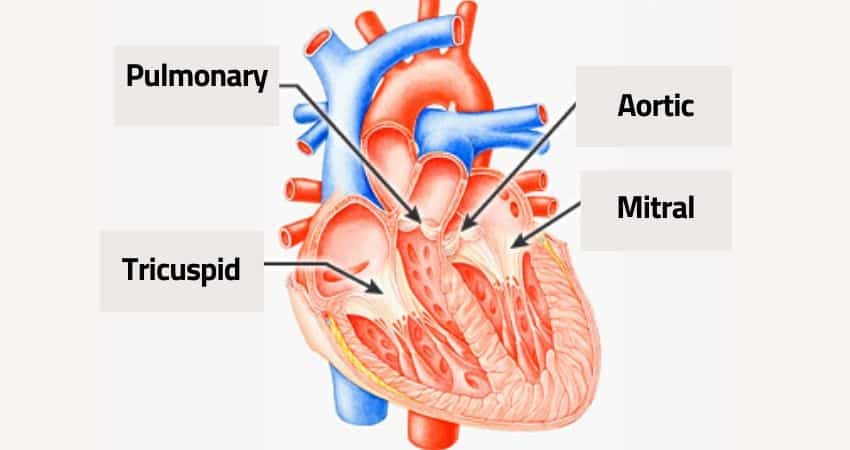 heart valves causing low diastolic blood pressure in the elderly