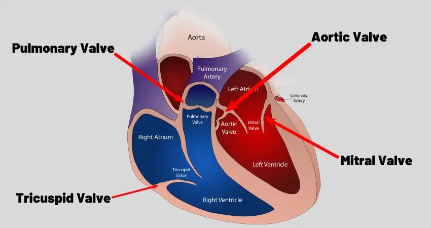 heart valve problems and blood pressure